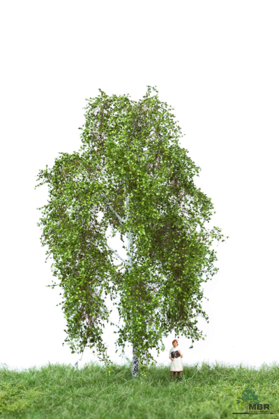 Birke Sommer 12-16 cm