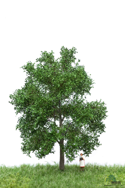 Buche 12-16cm MBR