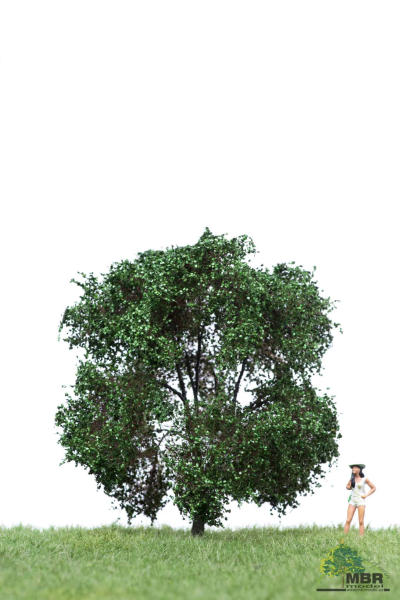 Apple tree summer without apples 12-16cm