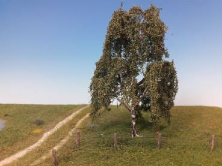Weeping birch Profiline