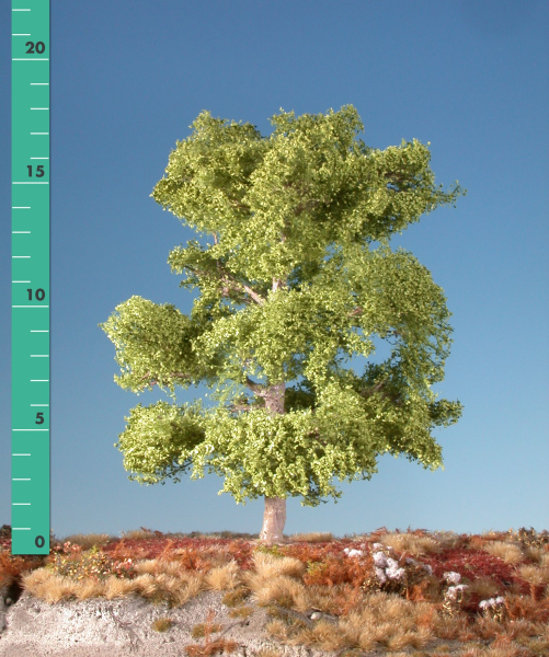 Beech 0/(1:45+) spring