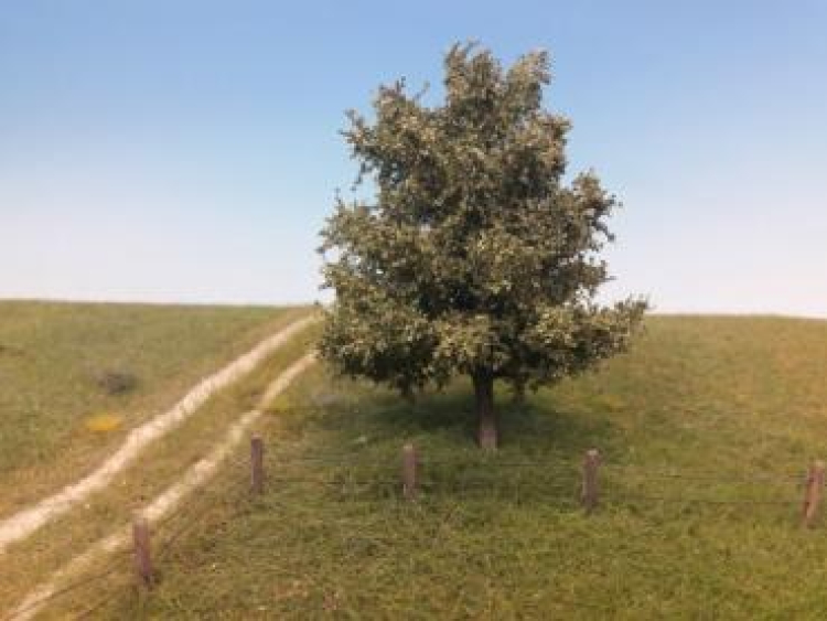 Beech Profiline
