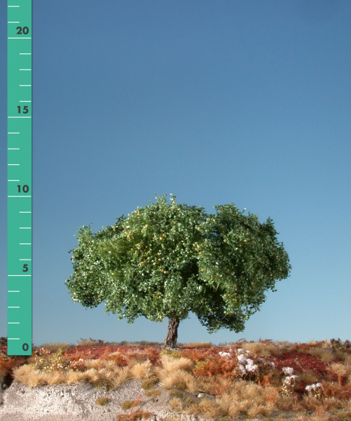 Apfelbaum (1:45+) Sommer