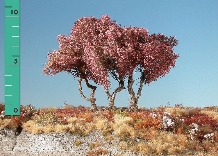 High shrubs (1:45+) late fall
