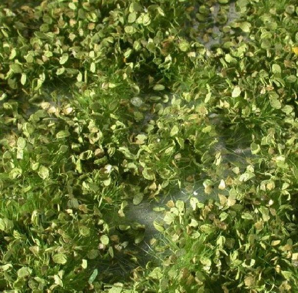 Weed tufts (1:45+) spring