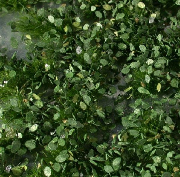 Weed tufts (1:45+) summer