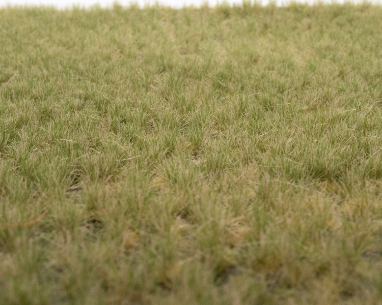 Grasbüschel Frühherbst