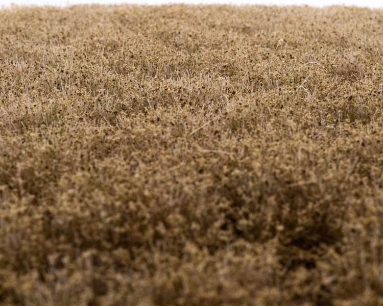 Clumps of weeds late autumn