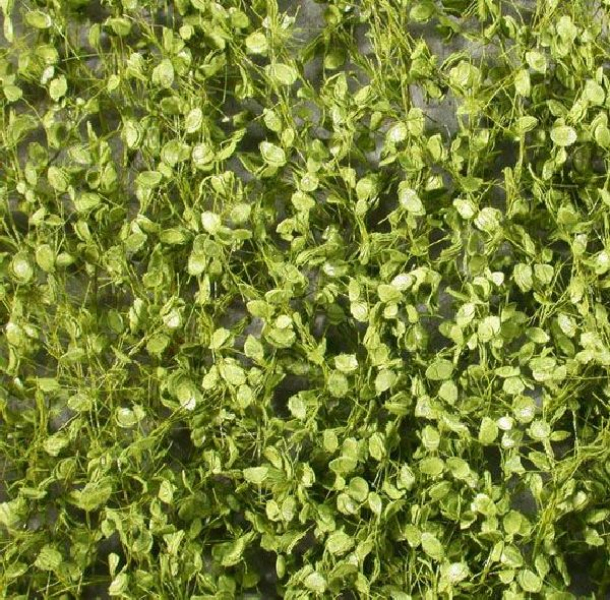Beech foliage (1:45+) spring