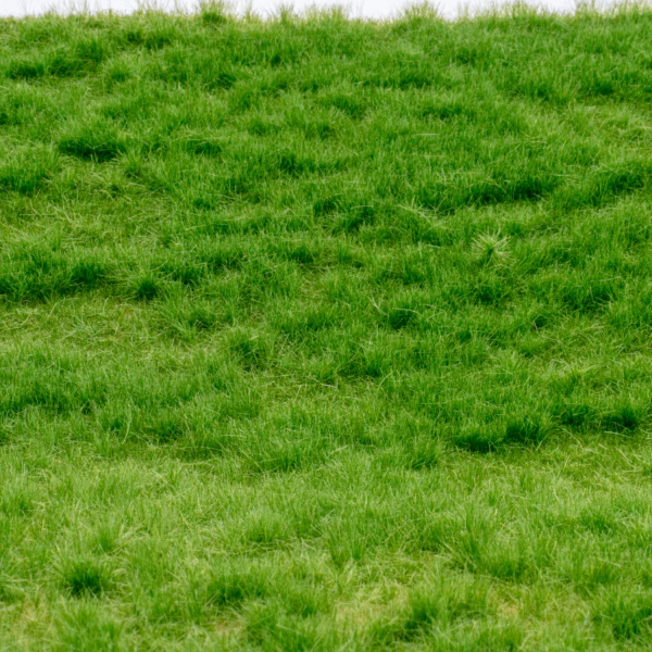 mat early summer