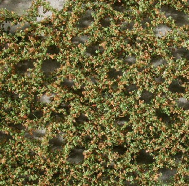 Oak foliage (1:160-220) early fall