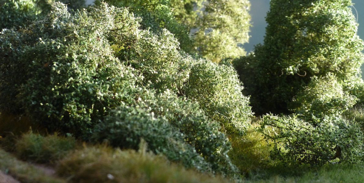 Filigree bushes spring