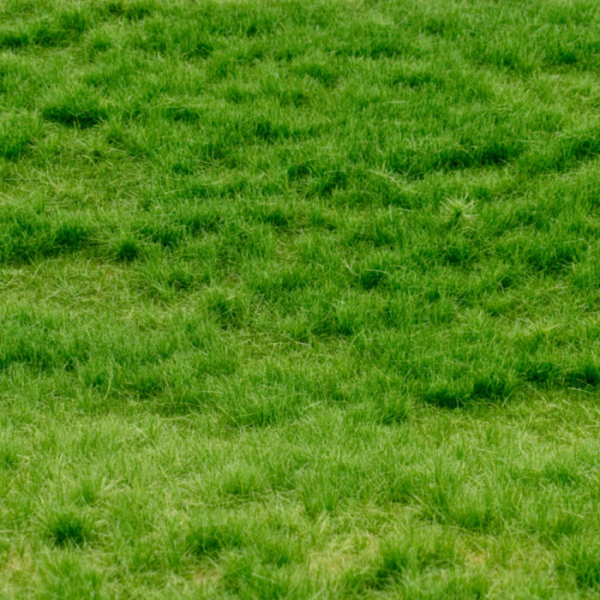 Grasmatte Frühsommer