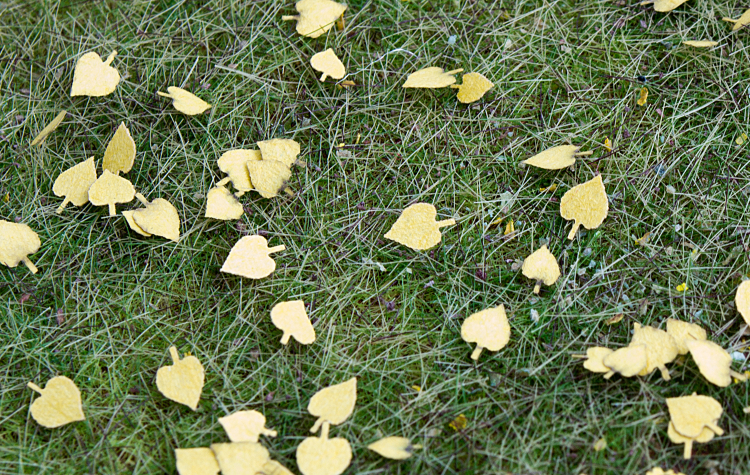 Linde - trockene Blätter