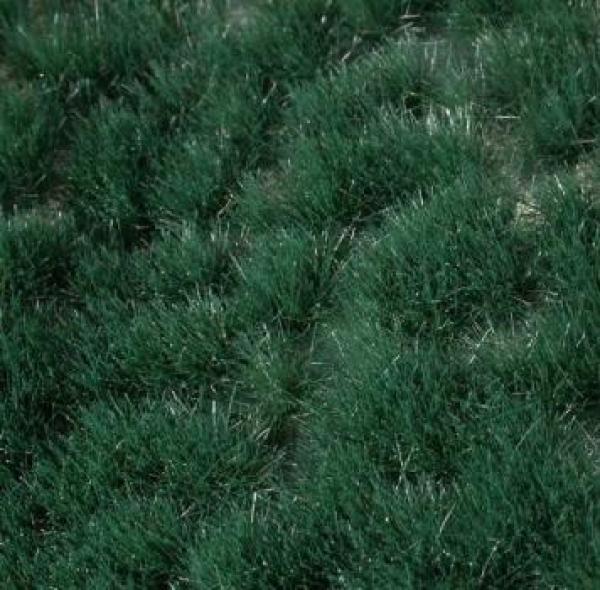 Reed grass tufts (1:87) summer