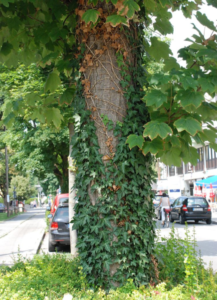 Ivy (1:45+) summer