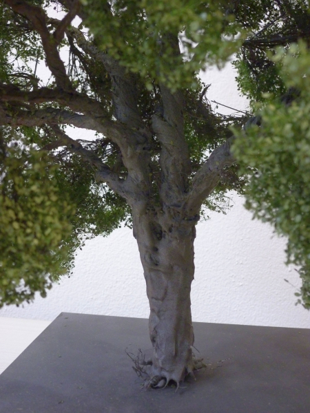 Beech 0 / (1:45+) summer