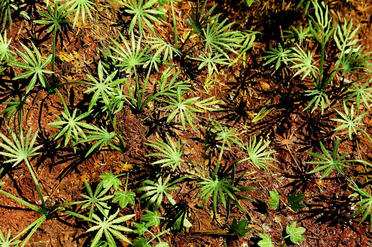 Ground Asian Palm