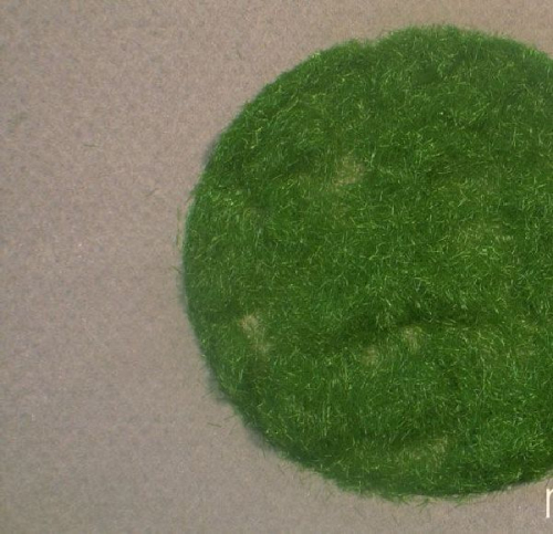 Grass flock summer