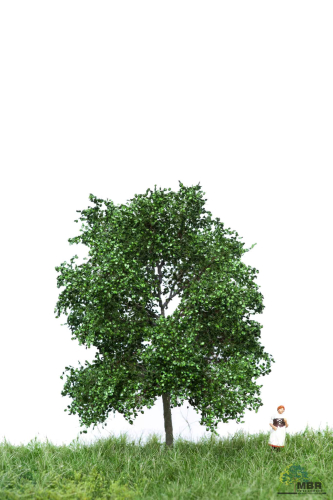 Buche Sommer 6-10 cm