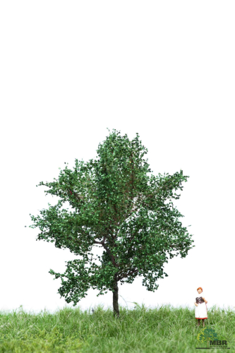 Kanadische Pappel Sommer 6-10 cm