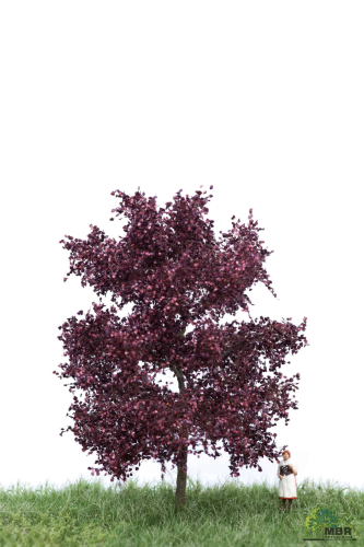 Blutbuche Sommer 6-10 cm