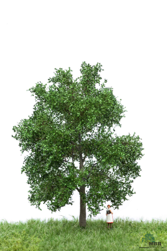 Buche Sommer 12-16 cm