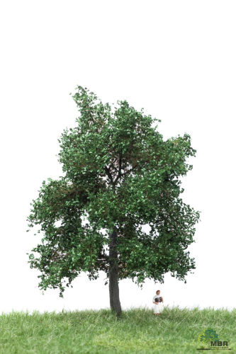 Oak 12-16cm MBR