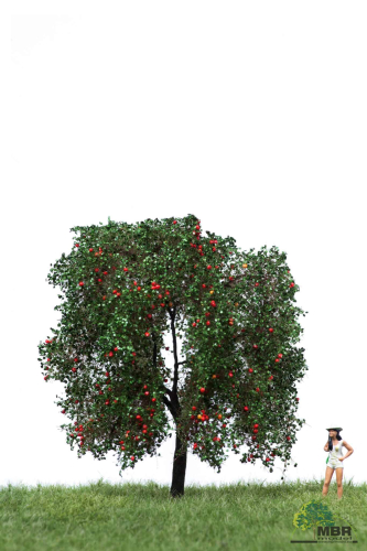 Apple trees summer with apples 12-16cm