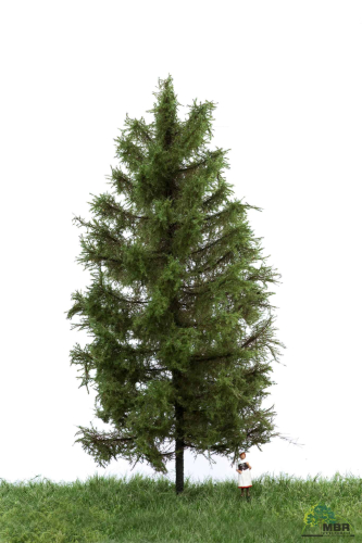 European larch 18-22 cm MBR