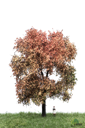Maple 18-22 cm fall