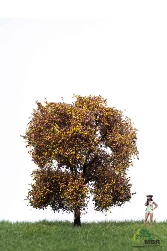 Apple tree fall 12-16cm