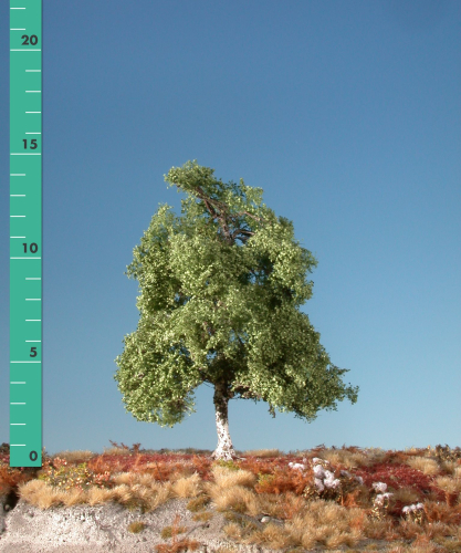 Moor birch (1:45+) summer