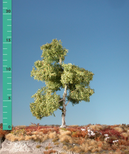 Moor birch (1:45+) early fall