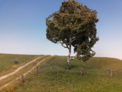 Moorbirke Profiline