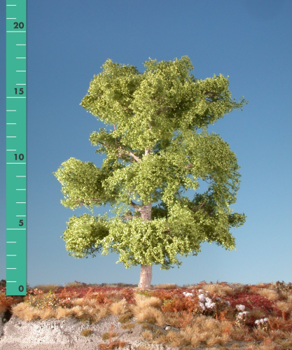 Beech 0/(1:45+) spring