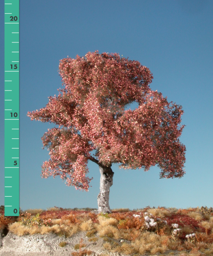 Beech Buche 0 / (1:45+) late fall