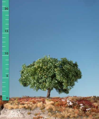 Apfelbaum (1:45+) Sommer