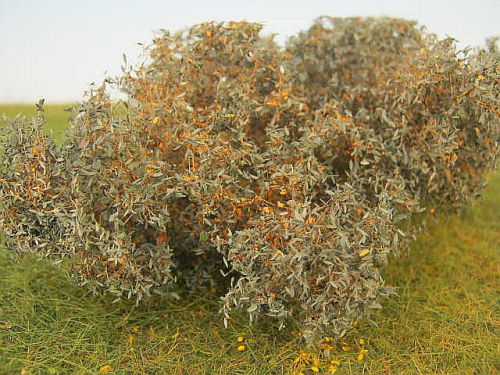 Sea buckthorn summer