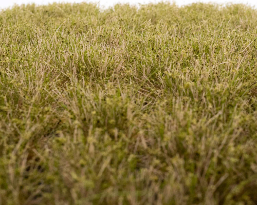 Clumps of weeds early autumn