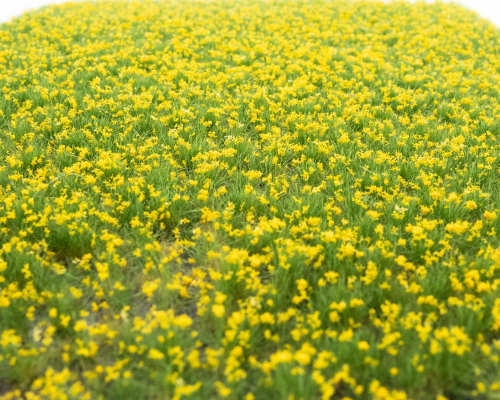 Blütenbüschel Lavendel