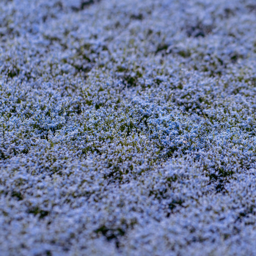 Blütenbüschel Hellblau