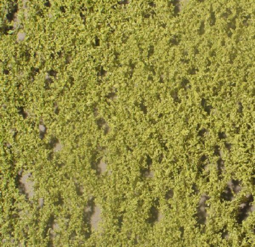 Birch foliage (1:160-220) spring
