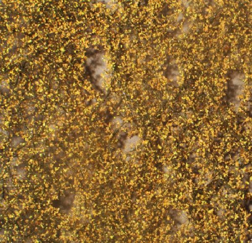 Birch foliage (1:160-220) late fall