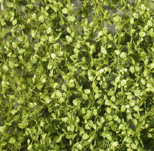 Beech foliage (1:45+) spring