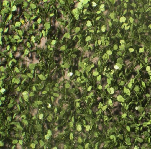 Beech foliage (1:45+) summer