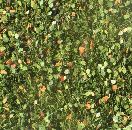 Beech foliage (1:45+) early fall