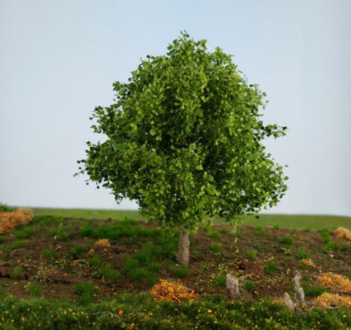 Ahorn Frühling Profiline