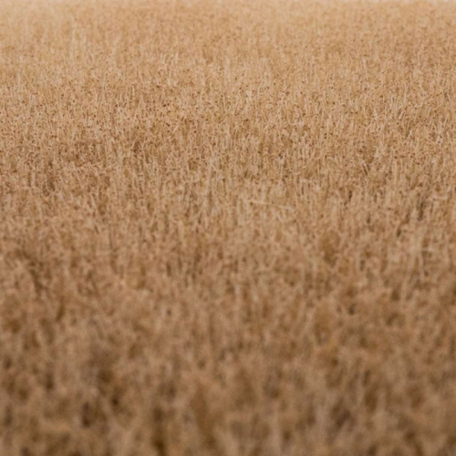grass mat cornfield summer