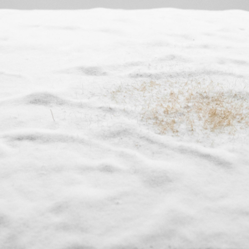 snow meadow
